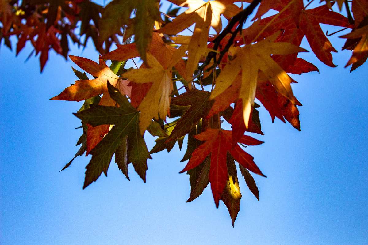 Maple leaves in their autumn colours - Kings Heath Park.